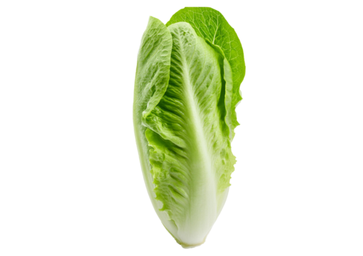 Fresh single Romaine or cos lettuce isolated on transparent or white background
