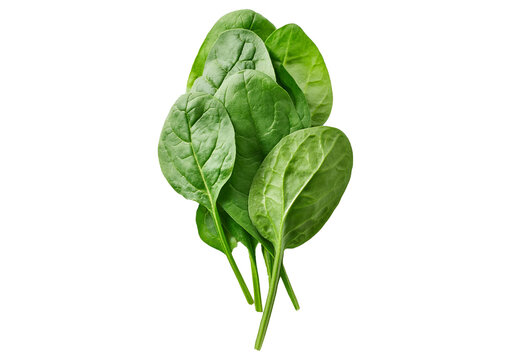 Fresh spinach leaves isolated on transparent or white background