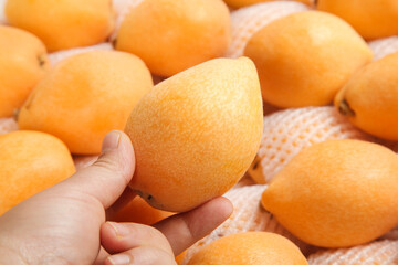 Fresh Loquat Fruit from Panzhihua Miyi China Held in Hand Against White Background