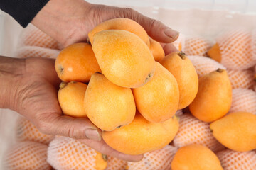 Fresh Loquat Fruits from Panzhihua Yunnan in Hands on White Checkered Background