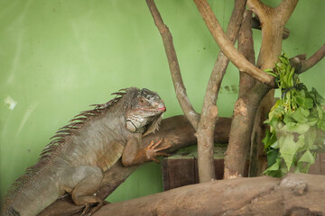 A green iguana (Iguana iguana) resting on a branch inside a zoo cage