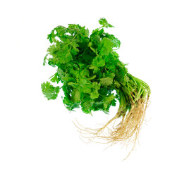 fresh green cilantro isolated on white background