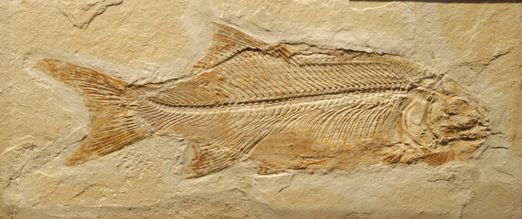 close up on fossil fish in the rock