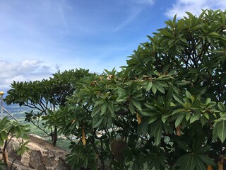 Tropical Trees on Phra Moei Mountain Peak, Tak Province, Thailand with Blue Sky