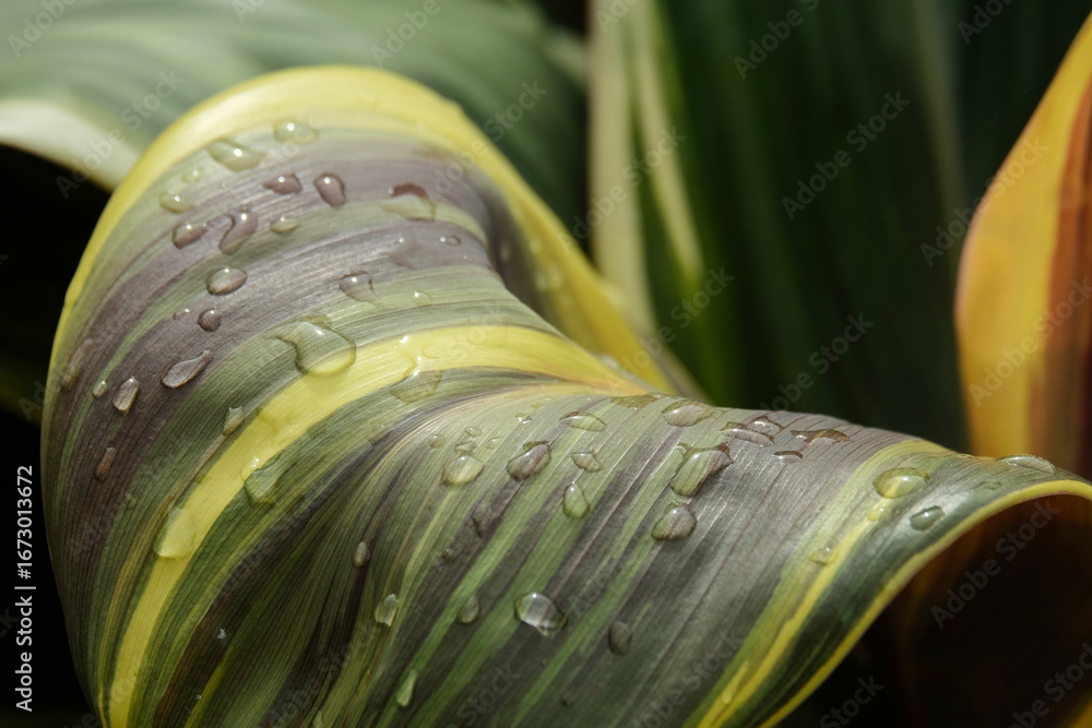 Poster dew drops on the surface of the leaves. natural pattern and texture background. for graphic design, 