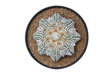 Top view of Astrophytum asterias superkabuto star-shape in a pot isolated on transparent background png file	