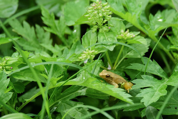 Small frog among green grass.For graphic design,3D rendering or banner background
