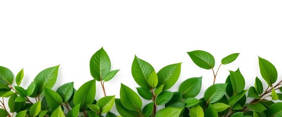 Vibrant green leaves create a natural frame on a pristine white backdrop,  bright,  picture