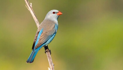 Obraz premium A small bird perched on a branch