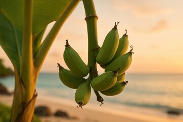 Developing green bananas on a tropical tree with a golden hour beach view