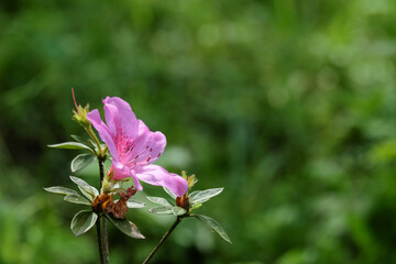 Obraz premium Close up of pink Azalea flower in bloom. Ecology and environment concept. For graphic design, 3D rendering or banner background