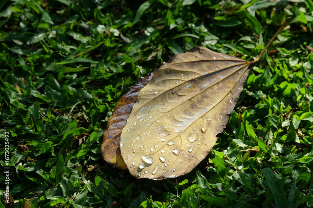 Poster top view of dry leaves with dew drops falling on the grass. ecology and environment concept. for gra