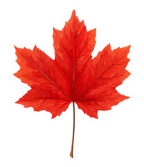 Single red maple leaf isolated on transparent background in autumn