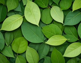 Lush, vibrant green leaves create a dense, textured background
