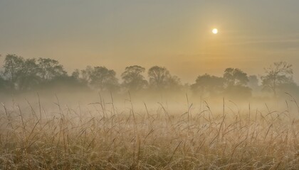 Fototapeta premium Tranquil Morning Landscape With Dewy Grasses And Fog