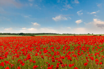 Gorgeous red poppy field landscape with summer sky