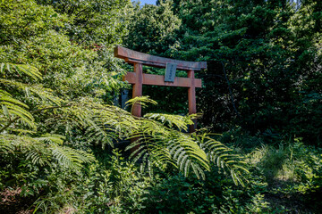 Naklejka premium Torii gate in a lush green forest, Japan