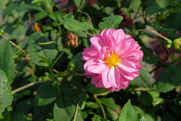Close up of pink dahlia flower in bloom. For graphic design, 3D rendering or banner background