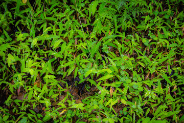 Lush Green Ground Plants with Water Drops