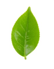 Fototapeta premium Close-up of a vibrant green leaf (3)