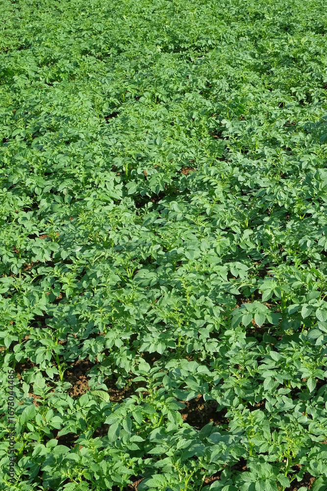 Poster vertical background of pattern and texture of green leaves of potato plants in the field. for graphi