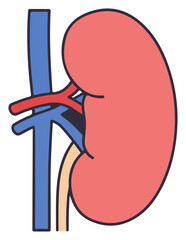 Illustration of a kidney with its associated blood vessels and ureter, depicted in a simplified, cartoon style.