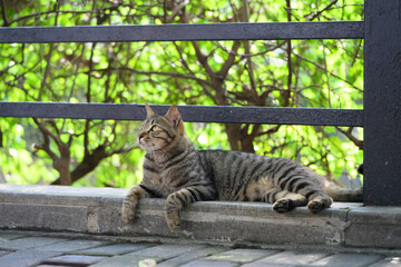 The cat is lying on the ground outdoors.
