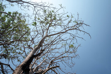 Looking up at a sprawling tree with new green leaves sprouting on bare branches against a bright sunlit blue sky. A symbol of rebirth, hope, and spring.
