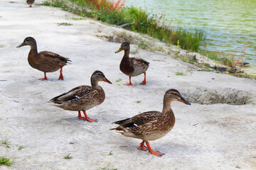  wild ducks on the sand among meadow flowers and grass on the shore of a beautiful green lake