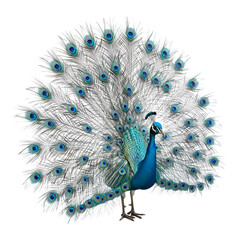 Obraz premium Beautiful peacock with fully open feathers isolated on white background, detailed bird illustration for creative design and decoration art
