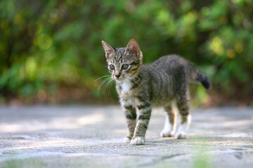 The kitten is strolling in the garden.