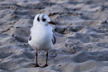 Sound of the Sea - Usedom Baltic Sea Vacation Holidays Sunset Beach Chair Relaxation Time-out...