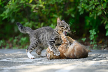 Two kittens were playing and wrestling in the garden. © chendongshan