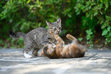 Obraz premium Two kittens were playing and wrestling in the garden.
