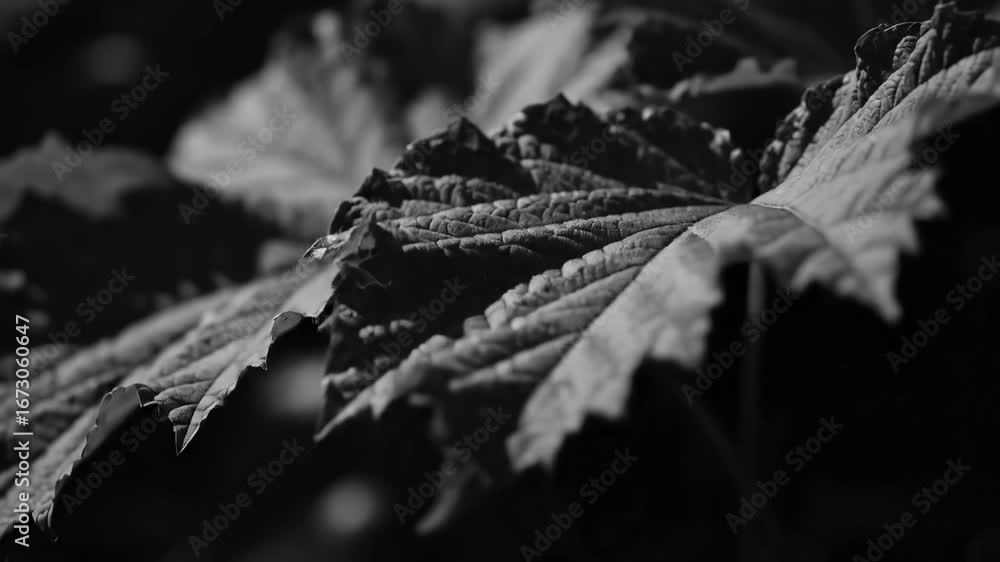 Poster close-up monochrome image of a detailed leaf with intricate veins and textures.