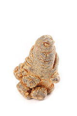 Panax Pseudoginseng Root Head - Wenshan Traditional Chinese Medicinal Herb on White Background