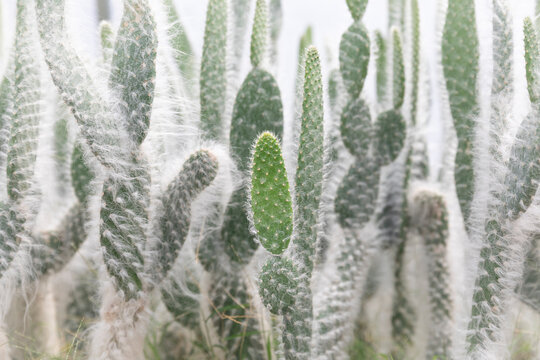 Grandfather cactus in natural background. plant type Perennials. Horizontal format. 