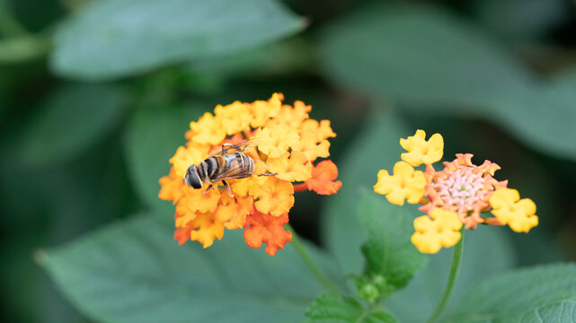 A bee pollinate on blossom orange lantana  flowers. Garden lantana on natural background.