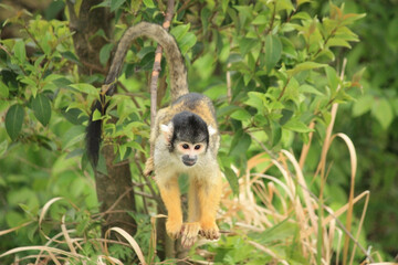 Obraz premium Squirrel monkey in the wild surrounded by green foliage