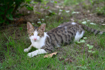 The cat lay resting on the grass.