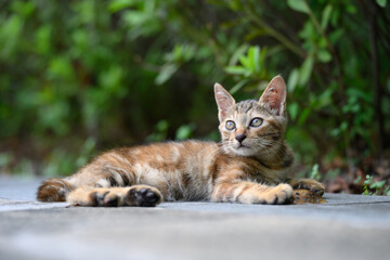 In the garden, the kitten lay sprawled on the ground.