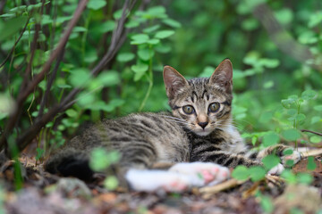 The kitten hid among the plants.