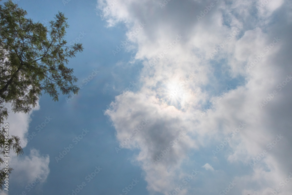 Poster sunlight sky view with clouds and tall plants. climate and weather concept. for graphic design, bann