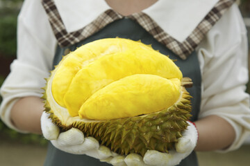 Fresh Durian Fruit with Golden Pulp Held in Gloved Hands - Tropical Asian Delicacy