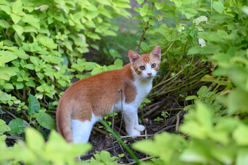 The kitten among the plants
