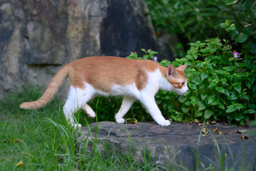 The kitten among the plants