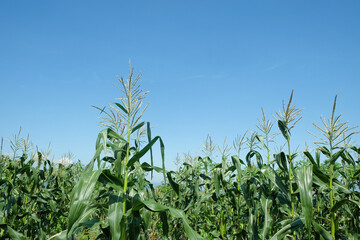 Corn field with blue sky background.Agriculture,ecology and environment concept.For graphic design,banner background and 3d rendering