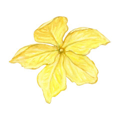 Watercolor illustration of a yellow flower with five petals. Gentle artistic style, suitable for botanical guides, decorative prints, textile design, and educational materials.