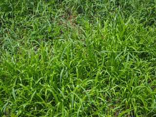 Garden lawn texture for nature and environment background   