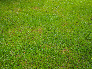 Garden lawn texture for nature and environment background   